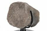 Dinosaur Vertebra with Metal Stand - Two Medicine Formation #192742-3